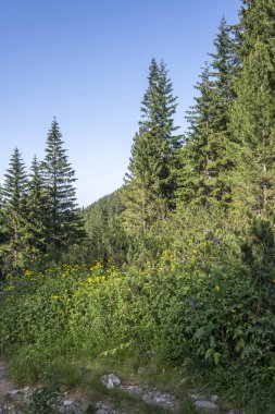 Amazing Summer landscape of Rila Mountain near Malyovitsa peak, Bulgaria