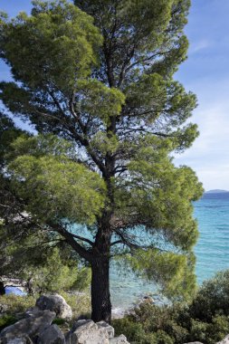 Koviou Sahili yakınlarındaki Sithonia kıyı şeridi, Chalkidiki, Orta Makedonya, Yunanistan