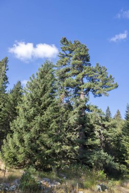 Tiha Rila (Sessiz Rila), Rila Dağı, Bulgaristan 'ın şaşırtıcı manzarası