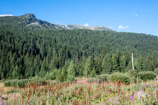 ティハ ライラ クイエット ライラ ライ山 ブルガリアの素晴らしい景観 ストック画像