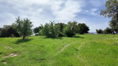 Kastri Sahili, Chalkidiki, Orta Makedonya ve Yunanistan yakınlarındaki Sithonia sahilinde zeytinlikler