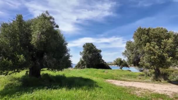 Olajfaligetek Sithonia Partvonalánál Kastri Beach Közelében Chalkidiki Közép Macedónia Görögország Stock Videó