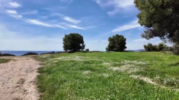 Оливкові Гаї Узбережжі Ситонії Поблизу Пляжу Кастрі Халкідікі Центральна Македонія — стокове відео