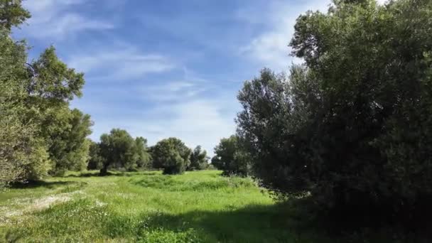 カストリビーチ チョルキキ セントラルマケドニア ギリシャの近くのシトニアの海岸線でオリーブの栽培 — ストック動画