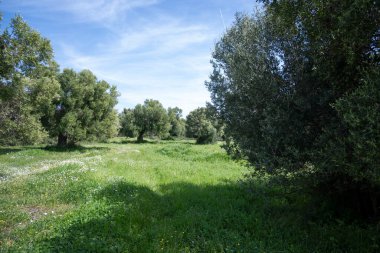 Kastri Sahili, Chalkidiki, Orta Makedonya ve Yunanistan yakınlarındaki Sithonia sahilinde zeytinlikler