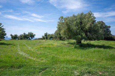 Kastri Sahili, Chalkidiki, Orta Makedonya ve Yunanistan yakınlarındaki Sithonia sahilinde zeytinlikler