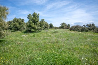Kastri Sahili, Chalkidiki, Orta Makedonya ve Yunanistan yakınlarındaki Sithonia sahilinde zeytinlikler
