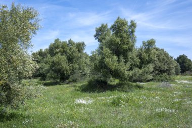 Kastri Sahili, Chalkidiki, Orta Makedonya ve Yunanistan yakınlarındaki Sithonia sahilinde zeytinlikler