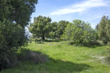 Kastri Sahili, Chalkidiki, Orta Makedonya ve Yunanistan yakınlarındaki Sithonia sahilinde zeytinlikler