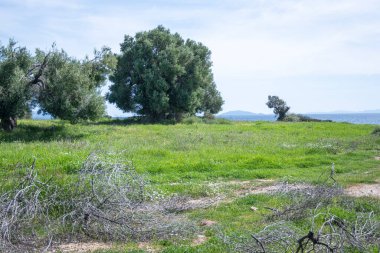 Kastri Sahili, Chalkidiki, Orta Makedonya ve Yunanistan yakınlarındaki Sithonia sahilinde zeytinlikler