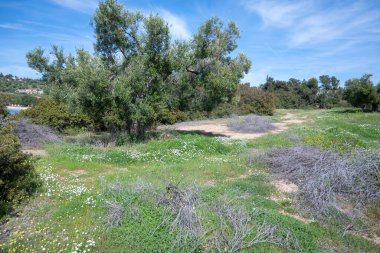Kastri Sahili, Chalkidiki, Orta Makedonya ve Yunanistan yakınlarındaki Sithonia sahilinde zeytinlikler
