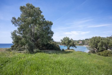 Kastri Sahili, Chalkidiki, Orta Makedonya ve Yunanistan yakınlarındaki Sithonia sahilinde zeytinlikler