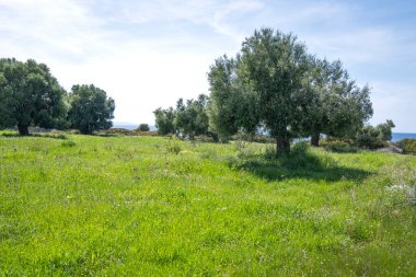 Kastri Sahili, Chalkidiki, Orta Makedonya ve Yunanistan yakınlarındaki Sithonia sahilinde zeytinlikler