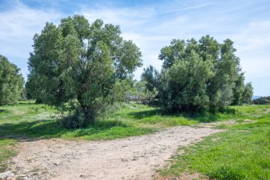 Kastri Sahili, Chalkidiki, Orta Makedonya ve Yunanistan yakınlarındaki Sithonia sahilinde zeytinlikler