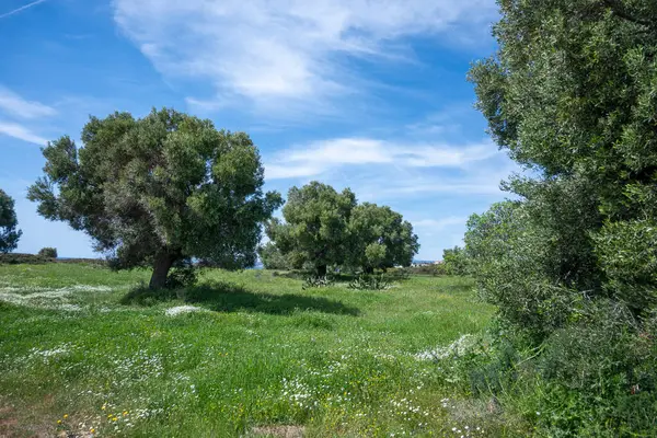 Olivové Háje Pobřeží Sithonia Pláže Kastri Chalkidiki Střední Makedonie Řecko Stock Obrázky