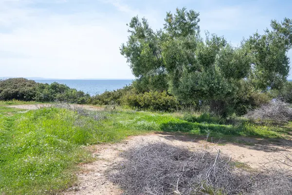 希腊中马其顿Chalkidiki Kastri海滩附近Sithonia海岸线上的橄榄林 图库图片