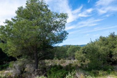 Orange Beach, Chalkidiki, Orta Makedonya ve Yunanistan yakınlarındaki Sithonia kıyı şeridinin inanılmaz manzarası