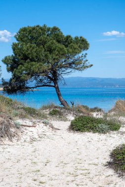 Karydi Sahili yakınlarındaki Sithonia kıyı şeridi, Chalkidiki, Orta Makedonya, Yunanistan