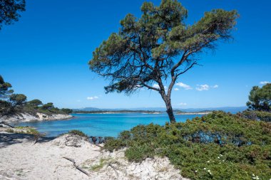 Karydi Sahili yakınlarındaki Sithonia kıyı şeridi, Chalkidiki, Orta Makedonya, Yunanistan