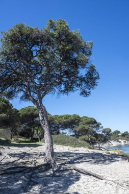 Karydi Sahili yakınlarındaki Sithonia kıyı şeridi, Chalkidiki, Orta Makedonya, Yunanistan