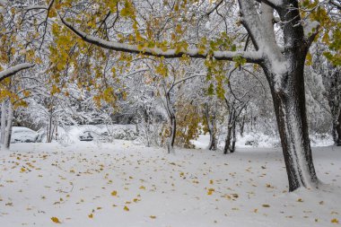 Bulgaristan 'ın Sofya kentindeki South Park' ın şaşırtıcı kış manzarası