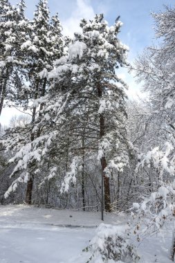 Bulgaristan 'ın Sofya kentindeki South Park' ın şaşırtıcı kış manzarası