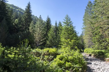 Amazing Summer landscape of Rila Mountain near Malyovitsa peak, Bulgaria