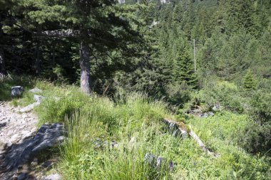 Amazing Summer landscape of Rila Mountain near Malyovitsa peak, Bulgaria