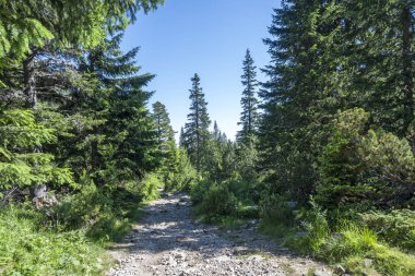 Amazing Summer landscape of Rila Mountain near Malyovitsa peak, Bulgaria