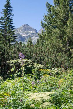 Amazing Summer landscape of Rila Mountain near Malyovitsa peak, Bulgaria