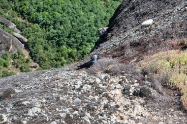 Meteora Manastırları, Teselya, Yunanistan 'ın Bahar Panoramik Manastırı