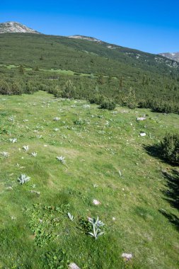 Bulgaristan 'ın Granchar Gölü yakınlarındaki Rila Dağı' nın İnanılmaz Yaz Manzarası