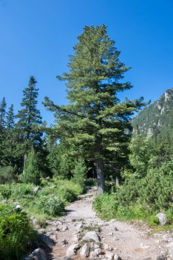 Amazing Summer landscape of Rila Mountain near Malyovitsa peak, Bulgaria