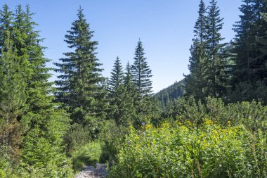 Amazing Summer landscape of Rila Mountain near Malyovitsa peak, Bulgaria