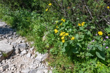 Amazing Summer landscape of Rila Mountain near Malyovitsa peak, Bulgaria