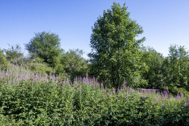 Bulgaristan 'ın Blagoevgrad bölgesinin Kongur tepesi çevresindeki Belasitsa Dağı yaz manzarası
