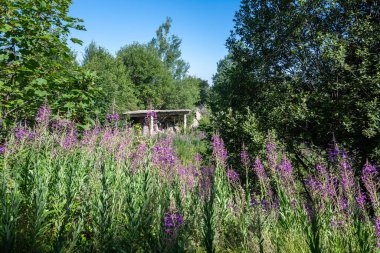 Bulgaristan 'ın Blagoevgrad bölgesinin Kongur tepesi çevresindeki Belasitsa Dağı yaz manzarası