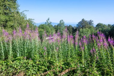 Bulgaristan 'ın Blagoevgrad bölgesinin Kongur tepesi çevresindeki Belasitsa Dağı yaz manzarası