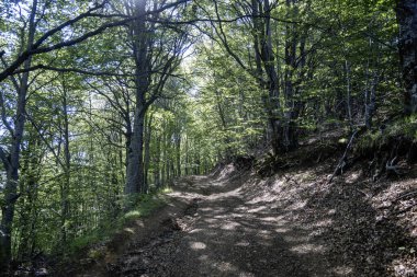 Bulgaristan 'ın Blagoevgrad bölgesinin Kongur tepesi çevresindeki Belasitsa Dağı yaz manzarası