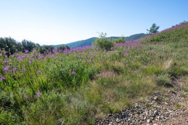 Bulgaristan 'ın Blagoevgrad bölgesinin Kongur tepesi çevresindeki Belasitsa Dağı yaz manzarası