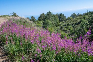 Bulgaristan 'ın Blagoevgrad bölgesinin Kongur tepesi çevresindeki Belasitsa Dağı yaz manzarası