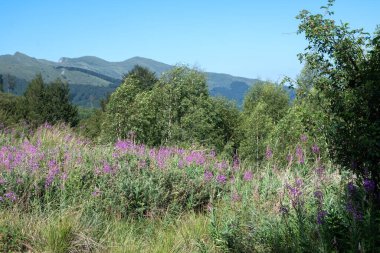 Bulgaristan 'ın Blagoevgrad bölgesinin Kongur tepesi çevresindeki Belasitsa Dağı yaz manzarası