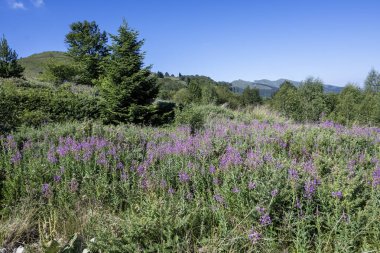Bulgaristan 'ın Blagoevgrad bölgesinin Kongur tepesi çevresindeki Belasitsa Dağı yaz manzarası