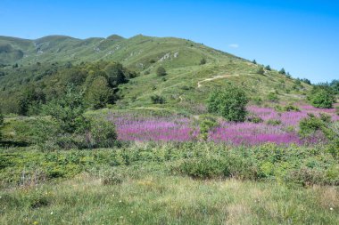 Bulgaristan 'ın Blagoevgrad bölgesinin Kongur tepesi çevresindeki Belasitsa Dağı yaz manzarası