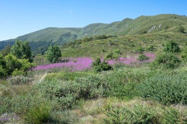 Bulgaristan 'ın Blagoevgrad bölgesinin Kongur tepesi çevresindeki Belasitsa Dağı yaz manzarası