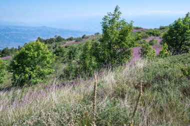 Bulgaristan 'ın Blagoevgrad bölgesinin Kongur tepesi çevresindeki Belasitsa Dağı yaz manzarası