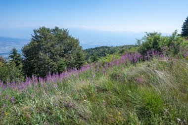 Summer view of Belasitsa Mountain around Kongur peak, Blagoevgrad Region, Bulgaria clipart