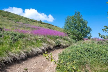 Bulgaristan 'ın Blagoevgrad bölgesinin Kongur tepesi çevresindeki Belasitsa Dağı yaz manzarası
