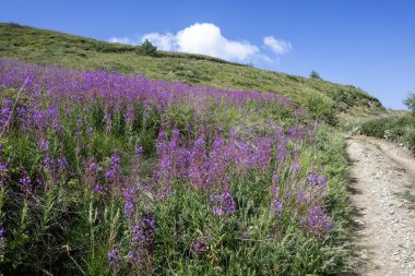 Bulgaristan 'ın Blagoevgrad bölgesinin Kongur tepesi çevresindeki Belasitsa Dağı yaz manzarası