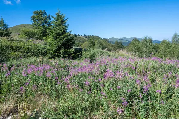 stock image Summer view of Belasitsa Mountain around Kongur peak, Blagoevgrad Region, Bulgaria